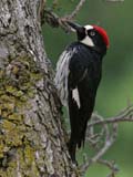 Acorn Woodpecker