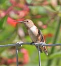 Allen's Hummingbird