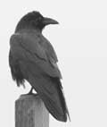 Common Raven