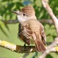 Ash-Throated Flycatcher