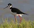 Black-Necked Stilt