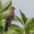 Bushtit