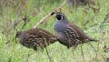 California Quail