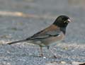 Dark-Eyed Junco - Oregon Subspecies