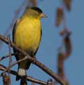 Lesser Goldfinch