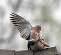 Mourning Dove