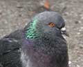 Rock Pigeon