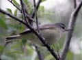 Warbling Vireo