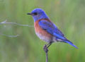 Western Bluebird