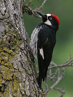 Acorn Woodpecker