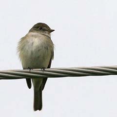 Alder Flycatcher