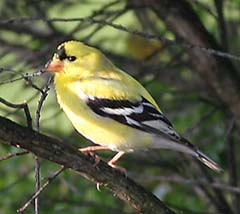 American Goldfinch