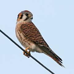 American Kestrel