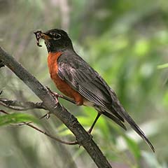 American Robin