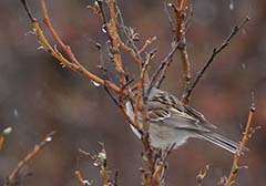 American Tree Sparrow