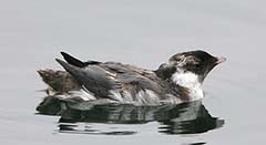 Ancient Murrelet