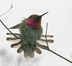 Anna's Hummingbird