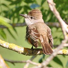 Ash-throated Flycatcher