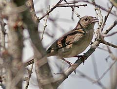 Bachman's Sparrow