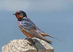 Barn Swallow