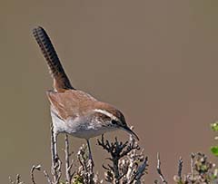 Bewick's Wren