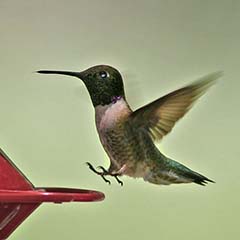 Black-chinned Hummingbird