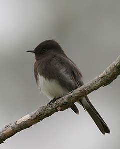 Black Phoebe