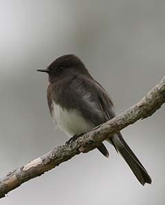 Black Phoebe