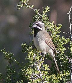 Black-throated Sparrow