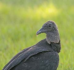 Black Vulture