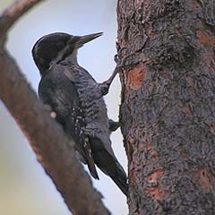 Black-backed Woodpecker