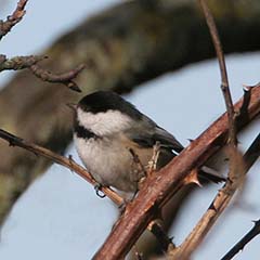 Black-capped Chickadee