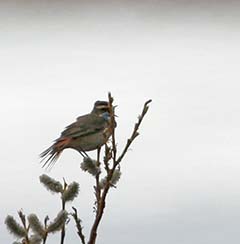 Bluethroat