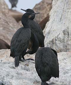 Brandt's Cormorant