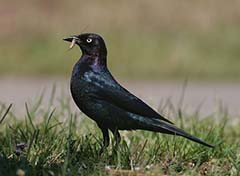 Brewer's Blackbird