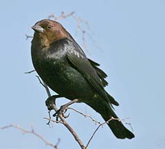 Brown-headed Cowbird