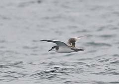 Buller's Shearwater