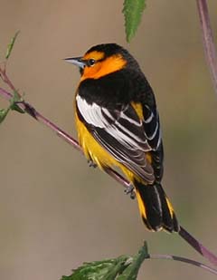 Bullock's Oriole