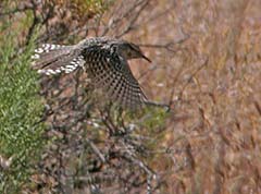 Cactus Wren