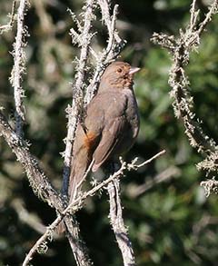 California Towhee