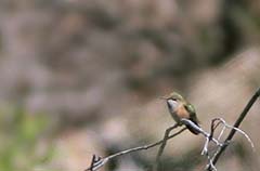 Calliope Hummingbird