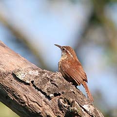 Carolina Wren