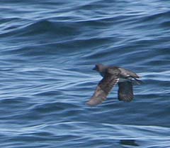 Cassin's Auklet