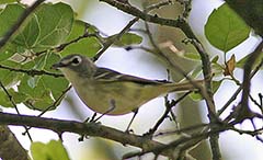 Cassin's Vireo