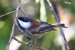 Chestnut-backed Chickadee