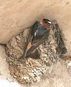 Cliff Swallow