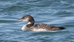 Common Loon