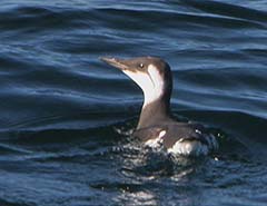 Common Murre