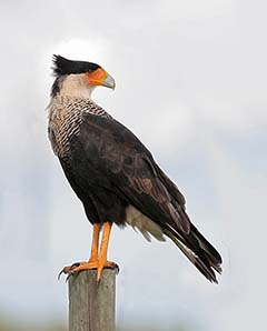 Crested Caracara