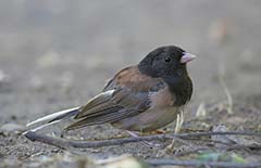 Dark-eyed Junco